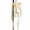 Homewares * | Flash Sale Rex London Gothic Homewares Anatomical | Skeleton Model