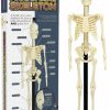 Styles * | Cheap Funtime Skulls Anatomical Skeleton | Kit