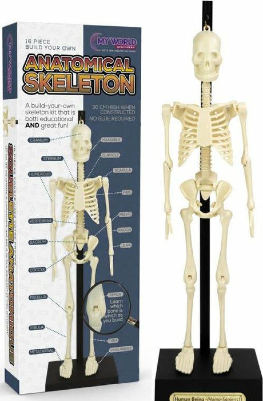 Styles * | Cheap Funtime Skulls Anatomical Skeleton | Kit