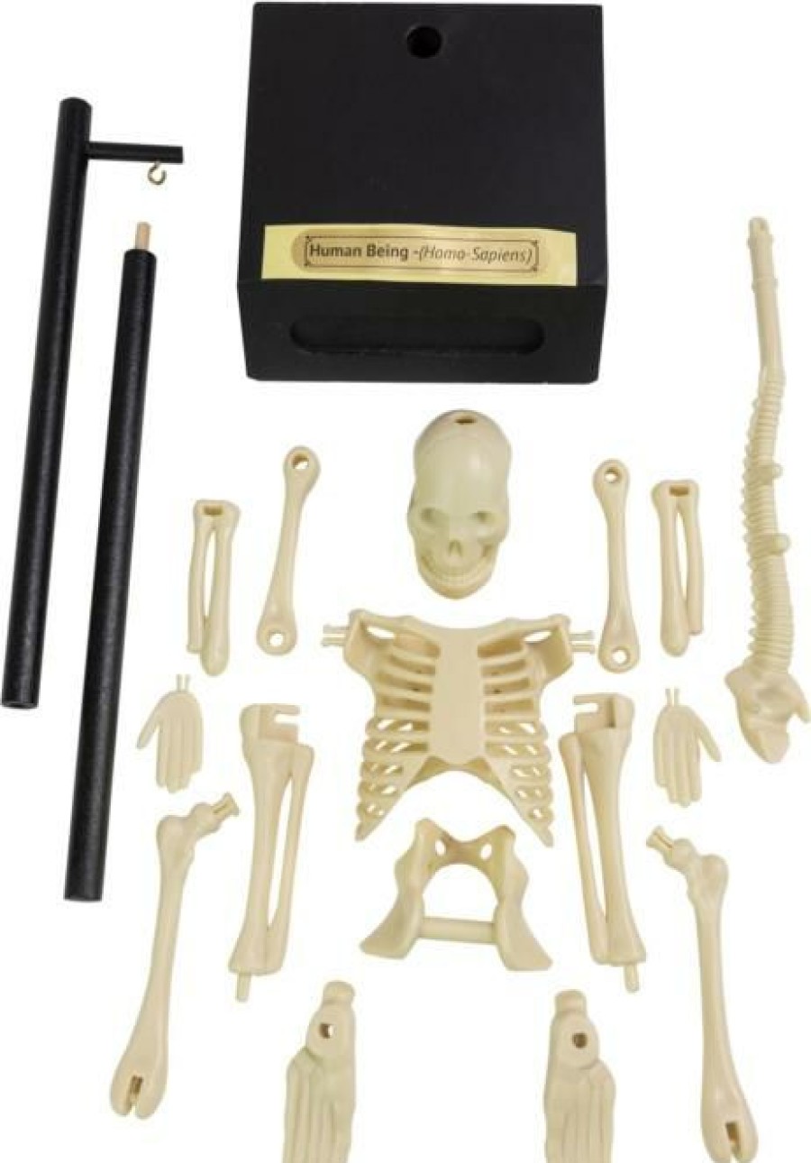 Styles * | Cheap Funtime Skulls Anatomical Skeleton | Kit